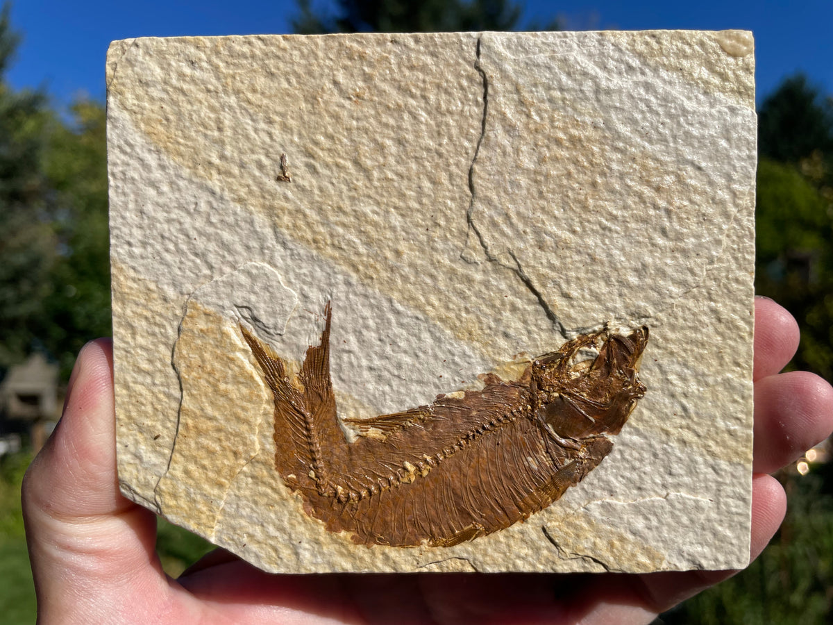 Knightia fish fossil– The Rock Pile Lapidary Arts