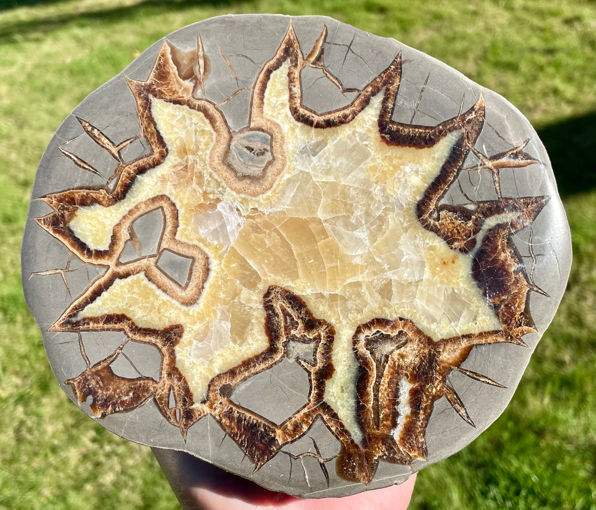 Large Septarian half– The Rock Pile Lapidary Arts